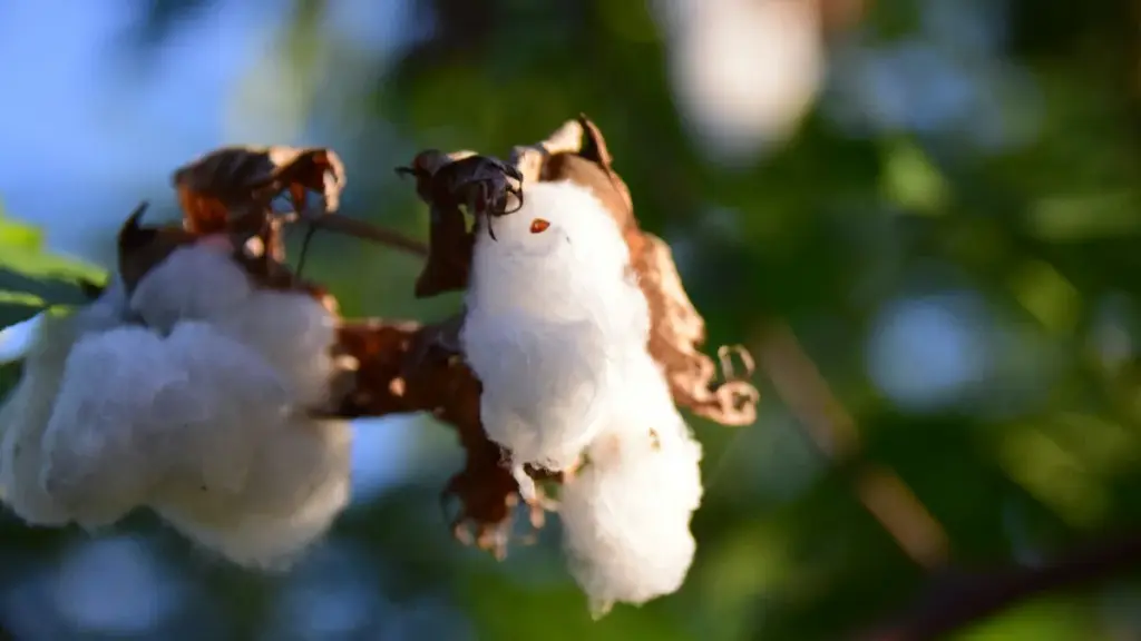 Source BCI Cotton from Verified Suppliers