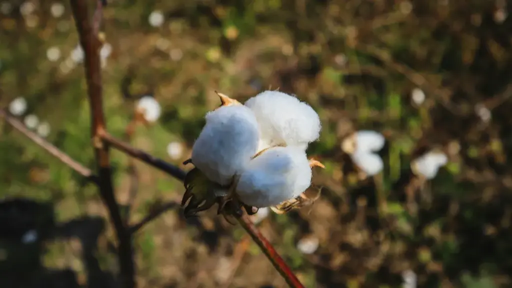 What Is BCI Cotton