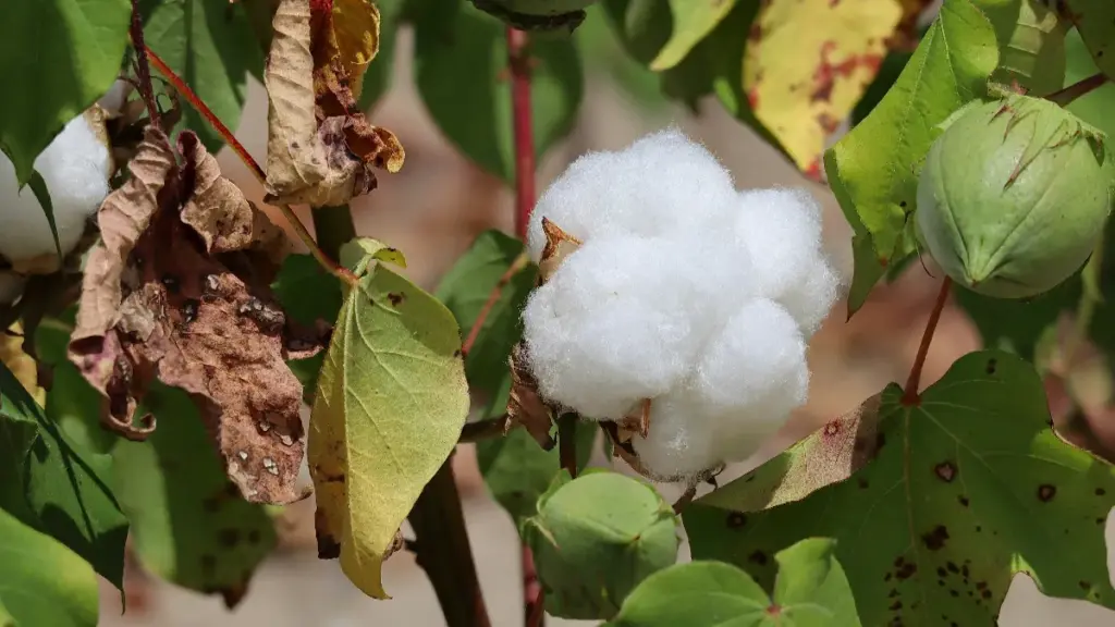 cotton plants