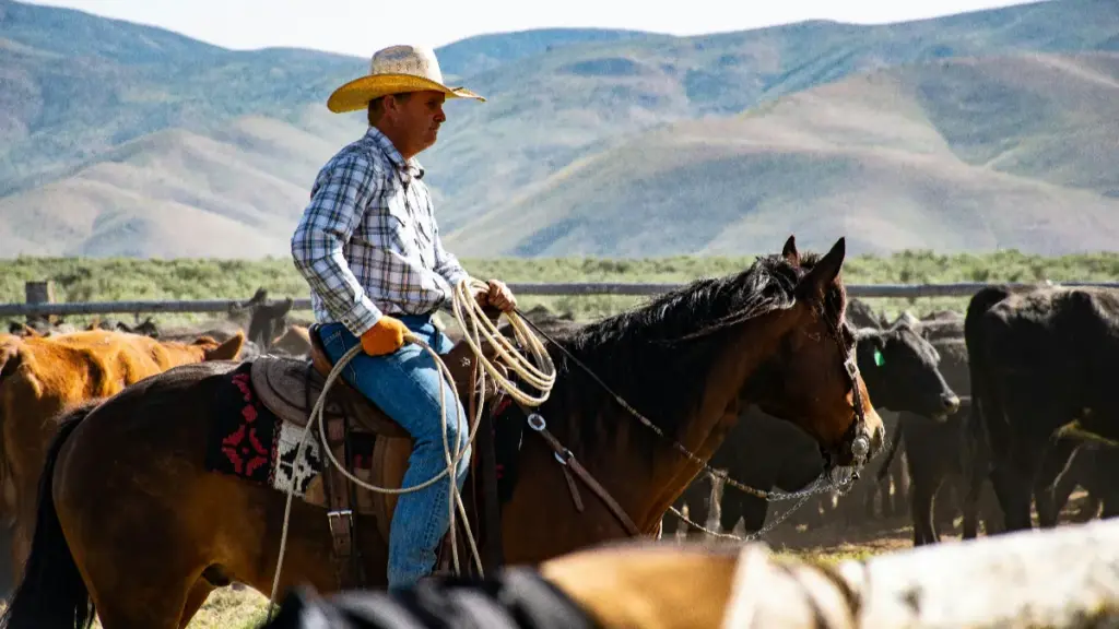 cowboy wrangler denim jean