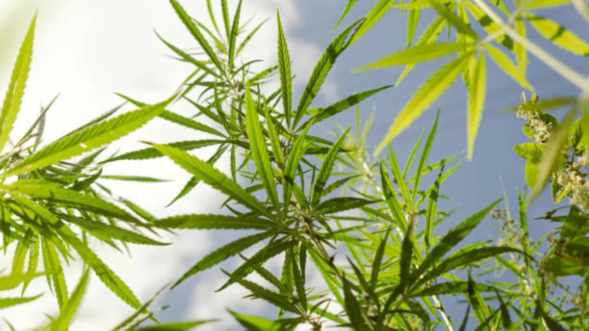 Emerging Innovations Alternative Materials and Biotextiles